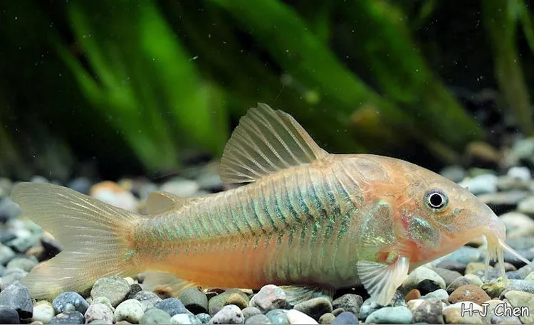 Bronze Cory